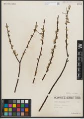 Foto von Salix petiolaris Sm.